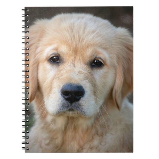 Gouden Retriever Puppy Notitieboek (Voorkant)