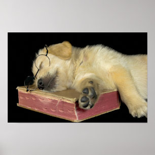 gouden retriever puppy slaapt op boek poster