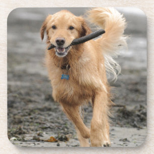 Gouden Retriever Rent Met Stok In Mond Bier Onderzetter