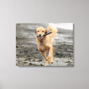 Gouden Retriever Rent Met Stok In Mond Canvas Afdruk