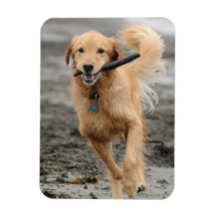Gouden Retriever Rent Met Stok In Mond Magneet