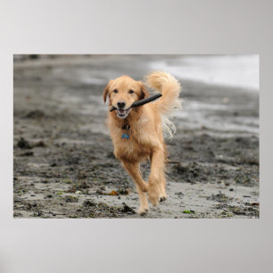 Gouden Retriever Rent Met Stok In Mond Poster