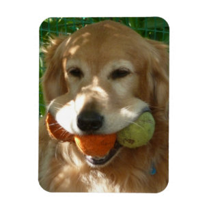 Gouden Retriever & Tennisballen Puzzel Magneet