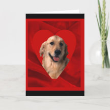 Gouden Retriever Valentijn