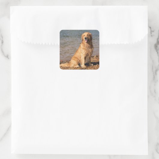 Gouden Retriever Zitplein Vierkante Sticker (Tas)