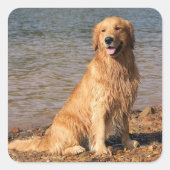 Gouden Retriever Zitplein Vierkante Sticker (Voorkant)
