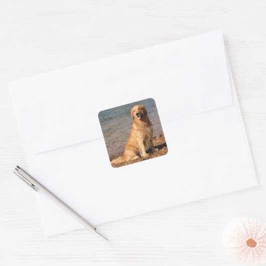 Gouden Retriever Zitplein Vierkante Sticker (Envelop)