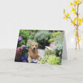 Gouden Retrievers Caine in de Kaart van de Tuin (Gele Bloem)