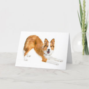 Gouden Rood Border collie Notecard Kaart