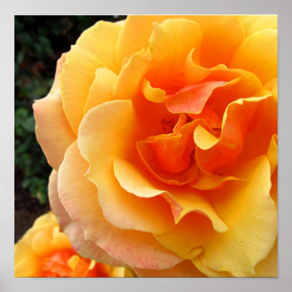 Gouden Roos Bloemen Foto Afdruk Poster