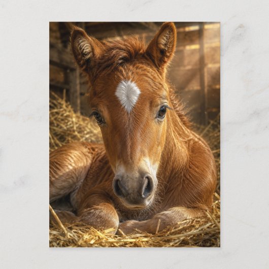 Gouden Sluimering zachte Veulen Briefkaart (Voorkant)