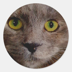 "Gouden Snorharen: Een Bruin Kitten in Olieverf" Ronde Sticker