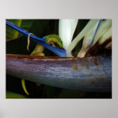 Gouden stofdag Gecko bij de ventilator Poster (Voorkant)