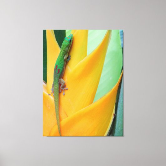 Gouden Stofdag Gecko op een Heliconia Canvas Afdruk (Voorkant)