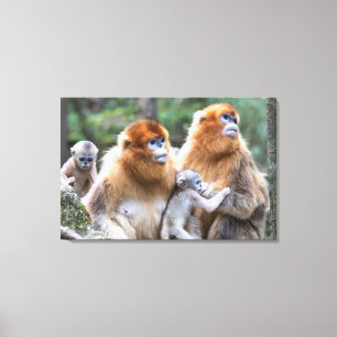 Gouden Stompneusaap Familie Canvas Afdruk