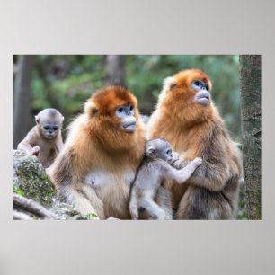 Gouden Stompneusaap Familie Poster