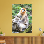 Gouden Stompneusaap met Baby Canvas Afdruk (Insitu (Woonkamer))