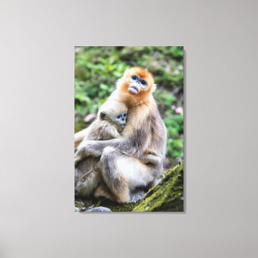 Gouden Stompneusaap met Baby Canvas Afdruk (Voorkant)