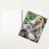 Gouden Stompneusaap met Baby Planner (Display)