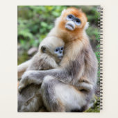 Gouden Stompneusaap met Baby Planner (Achterkant)
