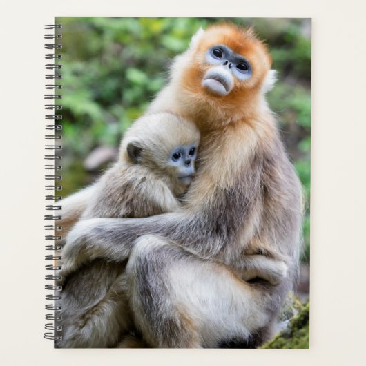 Gouden Stompneusaap met Baby Planner (Voorkant)