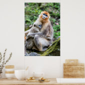 Gouden Stompneusaap met Baby Poster (Keuken)