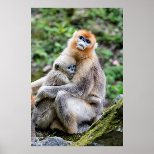 Gouden Stompneusaap met Baby Poster (Voorkant)