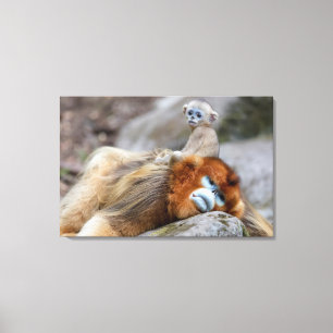 Gouden Stompneusaap Vader met Baby Canvas Afdruk