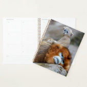 Gouden Stompneusaap Vader met Baby Planner (Display)