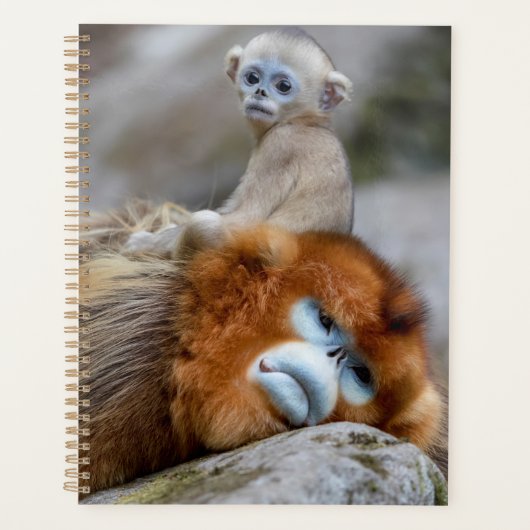 Gouden Stompneusaap Vader met Baby Planner (Voorkant)