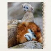Gouden Stompneusaap Vader met Baby Planner (Achterkant)