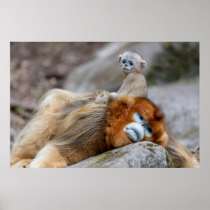 Gouden Stompneusaap Vader met Baby Poster
