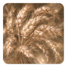 Gouden Tarwe