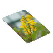 Gouden Thryallis Magneet (Rechterzijde)