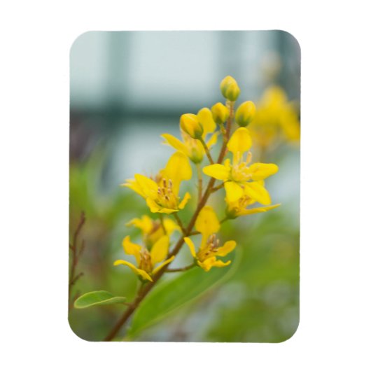 Gouden Thryallis Magneet (Verticaal)