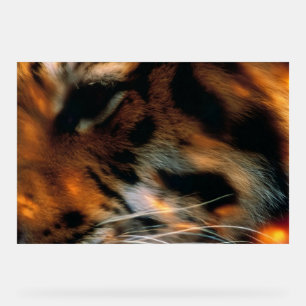 Gouden Tijgeroog Close-Up Wilde Dieren Acryl Bord