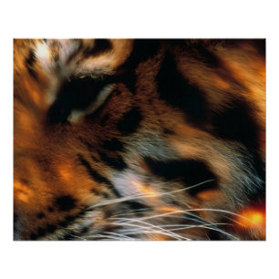 Gouden Tijgeroog Close-Up Wilde Dieren Perfect Poster