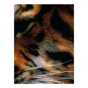 Gouden Tijgeroog Close-Up Wildlife Perfect Poster
