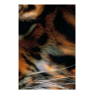 Gouden Tijgeroog Close-Up Wildlife Perfect Poster