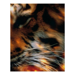 Gouden Tijgeroog Close-Up Wildlife Perfect Poster