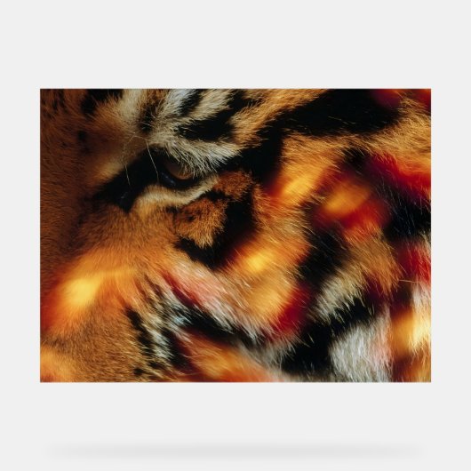 Gouden Tijgeroog Close-Up Wildlife Poster (Voorkant)