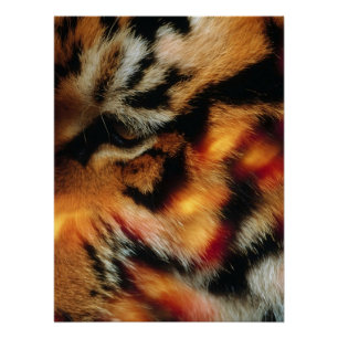 Gouden Tijgeroog Close-Up Wildlife Poster