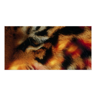 Gouden Tijgeroog Close-Up Wildlife Poster