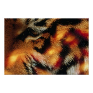 Gouden Tijgeroog Close-Up Wildlife Poster