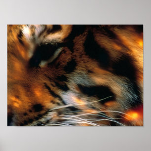 Gouden Tijgeroog Close-Up Wildlife Poster