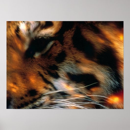 Gouden Tijgeroog Close-Up Wildlife Poster (Voorkant)