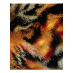 Gouden Tijgeroog Close-Up Wildlife Poster