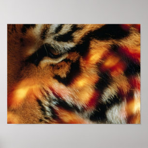 Gouden Tijgeroog Close-Up Wildlife Poster