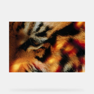 Gouden Tijgeroog Close-Up Wildlife Poster