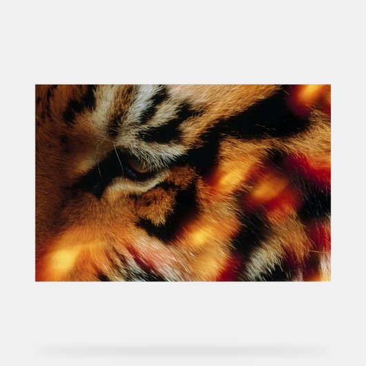 Gouden Tijgeroog Close-Up Wildlife Poster (Voorkant)